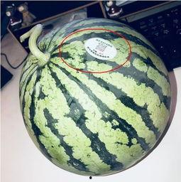 看网红吃瓜,幕后故事与热门话题深度解析 第2张 看网红吃瓜,幕后故事与热门话题深度解析 第2张